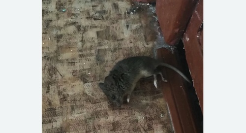 Дезинфекция от мышей в Теберде