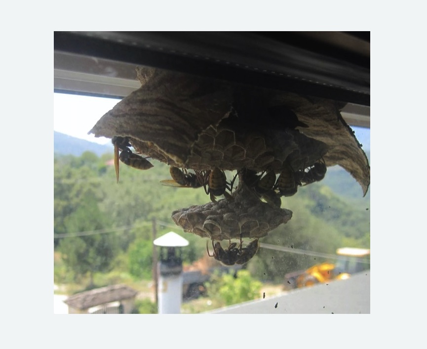 Уничтожение гнёзд шершней в Теберде