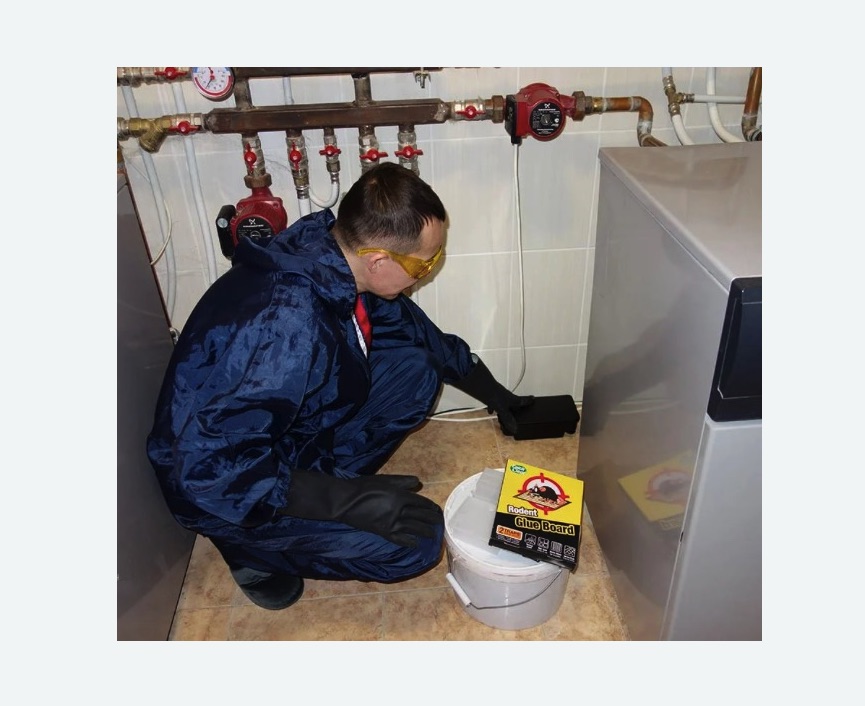 Уничтожение крыс Уничтожение крыс в Теберде