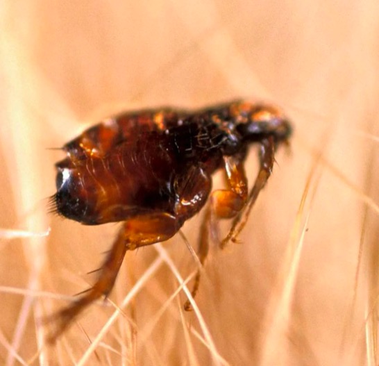 Фото блохи Откуда берутся блохи